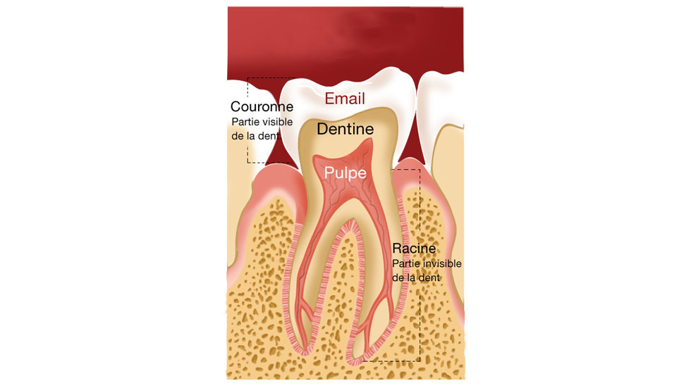 Les 3 tissus de la dent